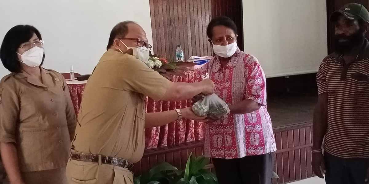 pemkab-mimika-bagikan-400-bibit-babi